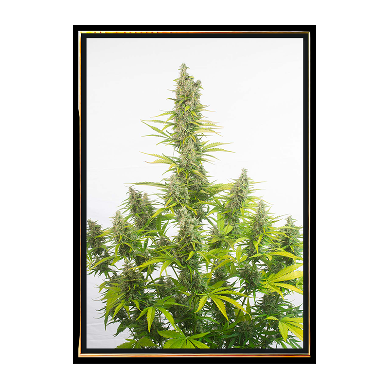 Amnesia Nasiona Konopi Autoflowering