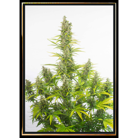 Amnesia Autoflowering семена конопље – светска достава