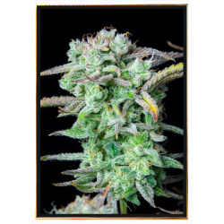 Banana Autoflowering семена канабиса – достава широм света
