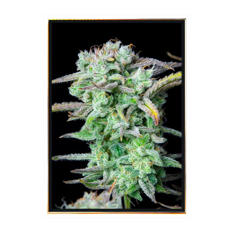 Banana autoflowering - bulk semena konopí Banana autoflowering - bulk semena konopí