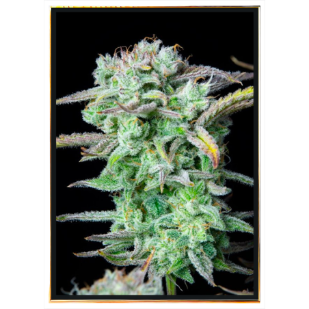 Banana Autoflowering семена канабиса – достава широм света