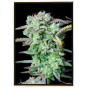 Banana Autoflowering - велепродајна семена конопље Banana Autoflowering - велепродајна семена конопље