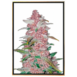 Blackberry Autoflowering Semi di Cannabis – Spedizione mondiale