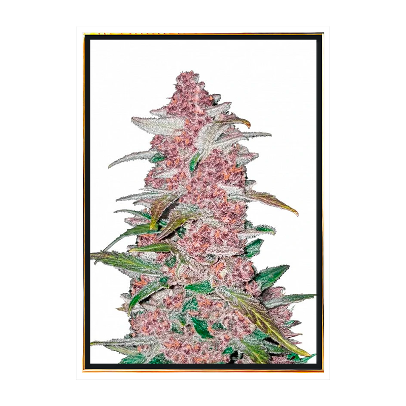 Blackberry Autofloraison – Graines de cannabis en gros