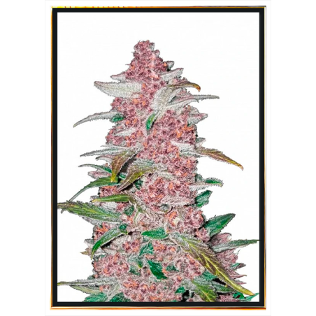 Blackberry Autoflowering семена канабиса – светска достава