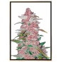 Blackberry Autoflowering семена канабиса Blackberry Autoflowering семена канабиса