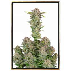 Bruce Banner Autofiorenti Semi di Cannabis – Spedizione globale
