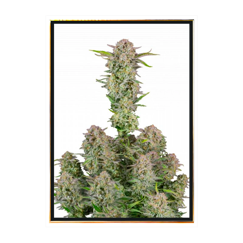 Bruce Banner autoflowering - cannabis seeds