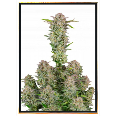 Bruce Banner Autoflowering Nasiona Konopi – Wysyłka na Świat
