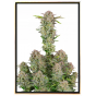 Bruce Banner autoflowering - semena konopí Bruce Banner autoflowering - semena konopí