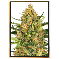 Graines de cannabis Bubblegum autofloraison – Livraison mondiale
