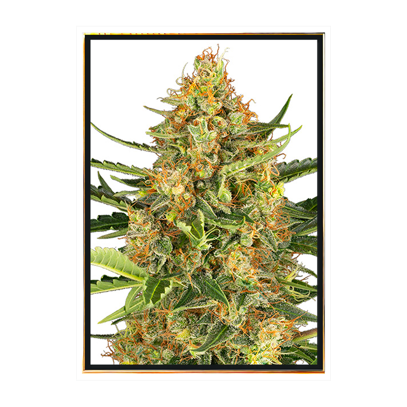 Bubblegum - autoflowering Hanfsamen