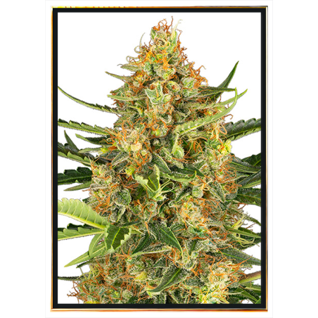 Bubblegum autoflowering semena konopí – worldwide doručení