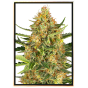 Bubblegum - autoflowering cannabis seeds