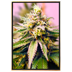 C+ Autofloraison – Graines de cannabis avec livraison mondiale