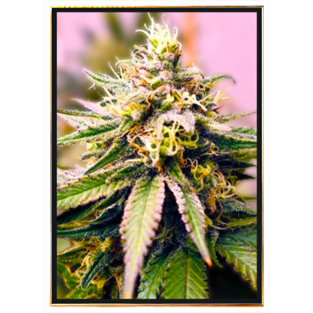 C+ Autofloraison – Graines de cannabis avec livraison mondiale