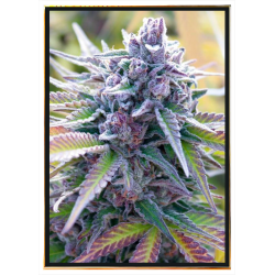 C+ Red Autoflowering - семена конопље са глобалном доставом