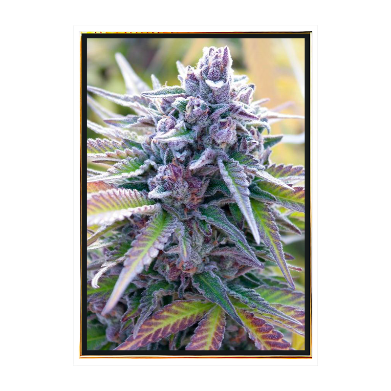 C+ Red Autofloreciente – Semillas de cannabis autoflorecientes