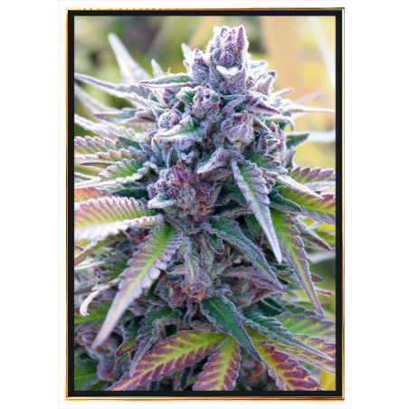 C+ Red Autoflowering - семена конопље са глобалном доставом
