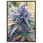 C+ Red Autoflowering – Autoflowering Cannabis Seeds