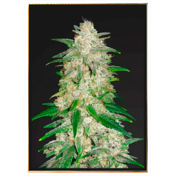 Gelato Autoflowering - Graines de cannabis avec livraison mondiale