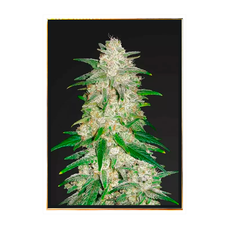 Gelato Autoflowering - autoflowering marijuana seeds