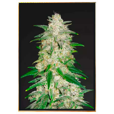 Gelato Autoflowering - Семена канабиса са глобалном доставом
