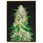 Gelato Autoflowering - autoflowering marijuana seeds