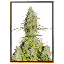 Girl Scout Cookies Autoflowering семена конопље | Достава широм света