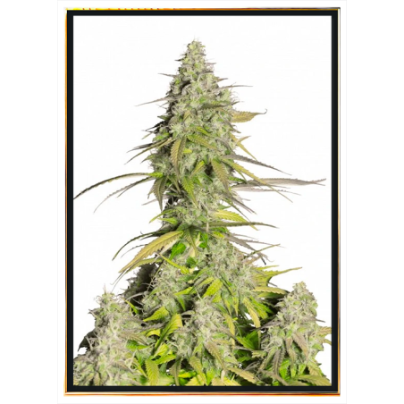 Girl Scout Cookies Autoflowering семена конопље | Достава широм света