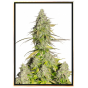 Girl Scout Cookies autoflowering - Graines de cannabis autofloraison Girl Scout Cookies autoflowering - Graines de cannabis autofloraison