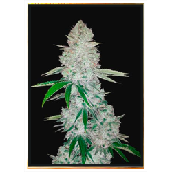 Gorilla Autoflowering – семена конопли, доставка по миру
