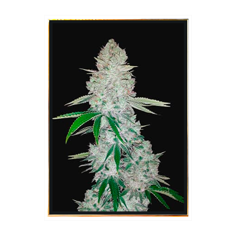 Gorilla Autoflowering - Semillas de Marihuana Autoflorecientes