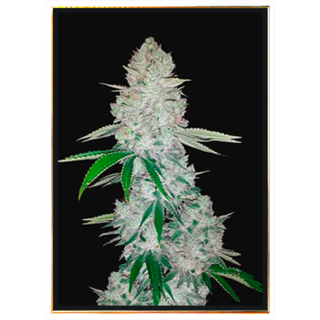 Gorilla Autoflowering – graines de cannabis, livraison mondiale