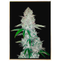 Gorilla Autoflowering - Autoflowering Marijuana Seeds Gorilla Autoflowering - Autoflowering Marijuana Seeds