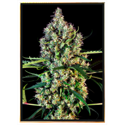 Lemon Haze Autoflowering semena konopí – worldwide doručení
