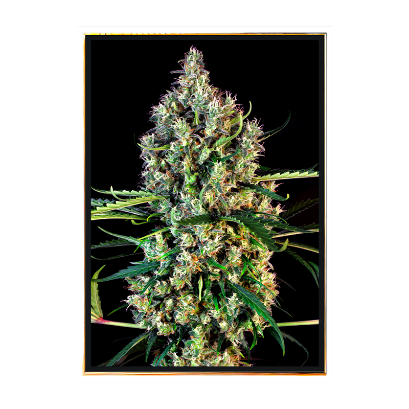 Lemon Haze Autoflowering – automatyczne nasiona konopi