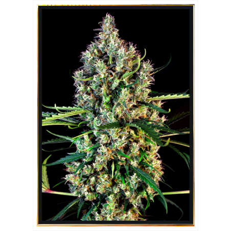Lemon Haze Autoflowering graines de cannabis – livraison mondiale
