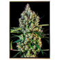 Lemon Haze Autoflowering - samonakvétací semena konopí Lemon Haze Autoflowering - samonakvétací semena konopí