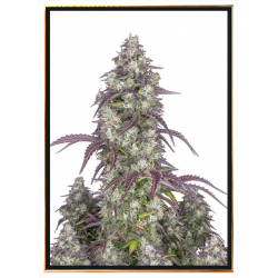 Lemon Pie аутoфлауеринг семена конопље – Достава широм света