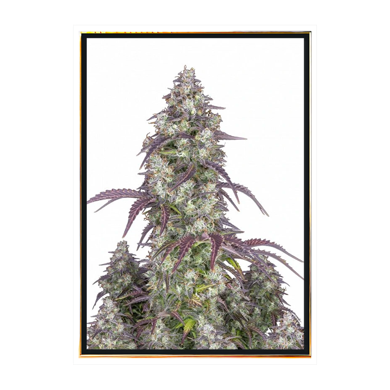 Lemon Pie Autoflowering - автоцветущие семена конопли Lemon Pie Autoflowering - автоцветущие семена конопли