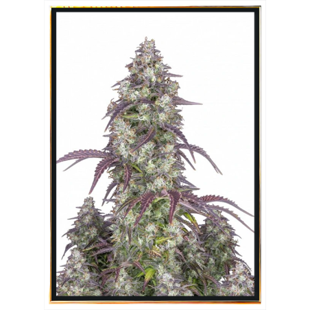 Graines de Cannabis Lemon Pie Autofloraison – Expédition mondiale