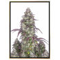 Lemon Pie autoflowering - samonakvétací semena konopí Lemon Pie autoflowering - samonakvétací semena konopí