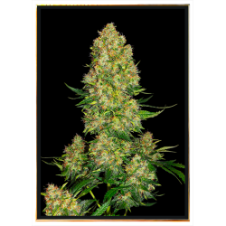 Original Skunk #1 – Семена конопље, достава широм света