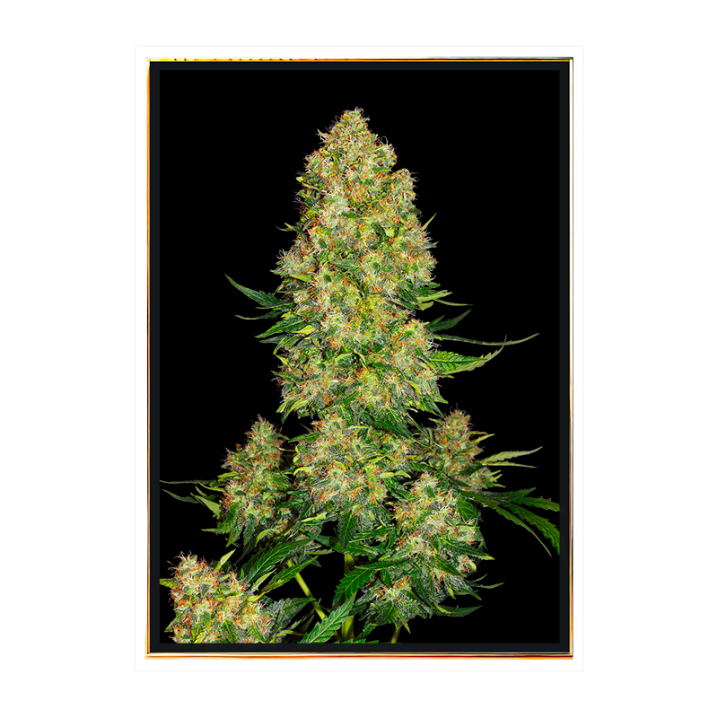 Original Skunk n1 - Nasiona Konopi Autoflowering Original Skunk n1 - Nasiona Konopi Autoflowering