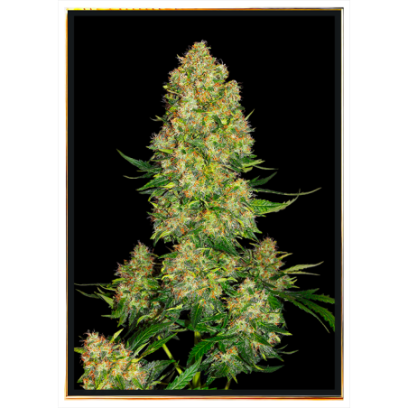 Original Skunk #1 – Семена конопље, достава широм света