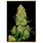 Original Skunk n1 - Nasiona Konopi Autoflowering Original Skunk n1 - Nasiona Konopi Autoflowering