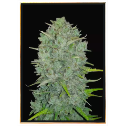 Graines de cannabis Northern Lights – expédition mondiale