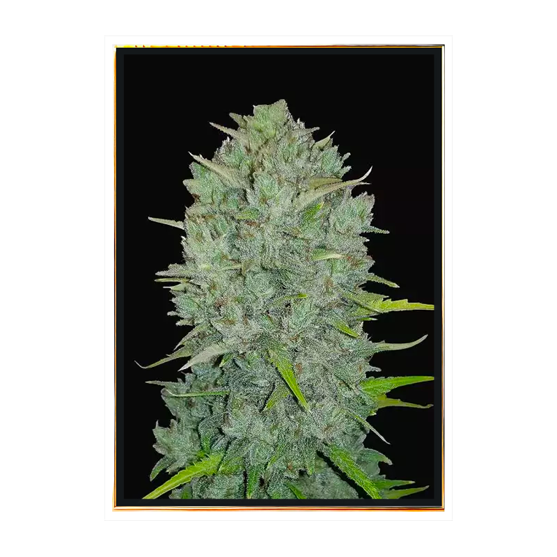 Northern Lights Autoflowering – Nasiona konopi autoflowering Northern Lights Autoflowering – Nasiona konopi autoflowering