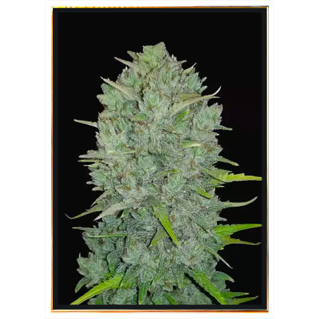 Semillas de cannabis Northern Lights – envío global